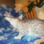 Savannah, F-7B, Silver, Female DOB 5-23-27