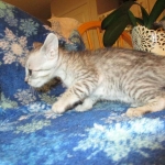 Savannah, Silver, Female DOB 5-23-27