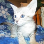 Savannah, Silver, Female DOB 5-23-27