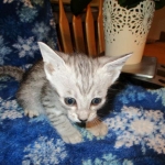 Savannah, Silver, Female DOB 5-23-27