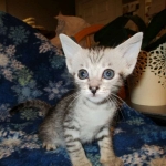 Savannah, Silver, Female DOB 5-23-27