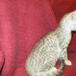 Savannah, F-7B, Silver, Female DOB 5-23-27