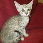 Savannah, F-7B, Silver, Female DOB 5-23-27