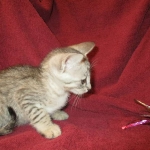 Savannah, F-7B, Silver, Female DOB 5-23-27