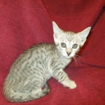 Savannah, F-7B, Silver, Female DOB 5-23-27