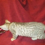 Savannah, F-7B, Silver, Female DOB 5-23-27