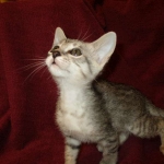 Savannah, F-7B, Silver, Female DOB 5-23-27