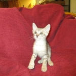 Savannah, F-7B, Silver, Female DOB 5-23-27