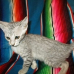 Savannah, F-7B, Silver, Female DOB 5-23-27