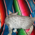 Savannah, F-7B, Silver, Female DOB 5-23-27