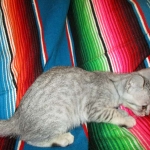 Savannah, F-7B, Silver, Female DOB 5-23-27