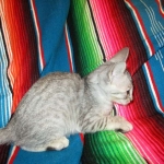 Savannah, F-7B, Silver, Female DOB 5-23-27