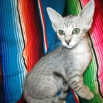 Savannah, F-7B, Silver, Female DOB 5-23-27