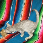 Savannah, F-7B, Silver, Female DOB 5-23-27