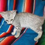 Savannah, F-7B, Silver, Female DOB 5-23-27