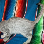 Savannah, F-7B, Silver, Female DOB 5-23-27