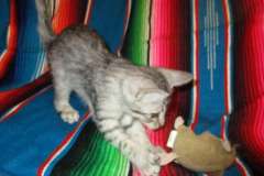 Betsy Savannah F-7B Silver female #3 DOB 5-23-17