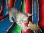 Betsy Savannah F-7B Silver female #3 DOB 5-23-17