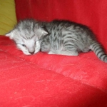 Savannah, Silver, Female DOB 5-23-27