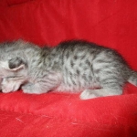 Savannah, Silver, Female DOB 5-23-27