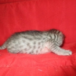 Savannah, Silver, Female DOB 5-23-27