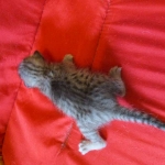 Savannah, Silver, Female DOB 5-23-27