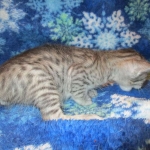 Savannah, Silver, Female DOB 5-23-27