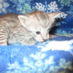 Savannah, Silver, Female DOB 5-23-27