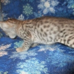 Savannah, Silver, Female DOB 5-23-27