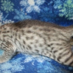 Savannah, Silver, Female DOB 5-23-27