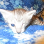 Savannah, Silver, Female DOB 5-23-27