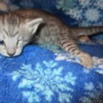 Savannah, Silver, Female DOB 5-23-27