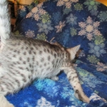 Savannah, Silver, Female DOB 5-23-27