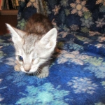 Savannah, Silver, Female DOB 5-23-27