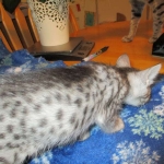 Savannah, Silver, Female DOB 5-23-27