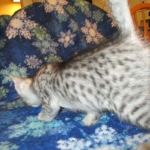 Savannah, Silver, Female DOB 5-23-27