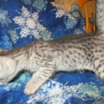 Savannah, Silver, Female DOB 5-23-27