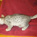 Savannah, Silver, Female DOB 5-23-27