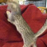 Savannah, Silver, Female DOB 5-23-27