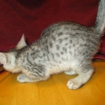 Savannah, Silver, Female DOB 5-23-27