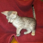 Savannah, Silver, Female DOB 5-23-27