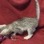 Savannah, Silver, Female DOB 5-23-27