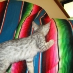 Betsy, Savannah, Silver, Female DOB 5-23-27