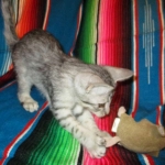 Betsy, Savannah, Silver, Female DOB 5-23-27