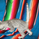 Betsy, Savannah, Silver, Female DOB 5-23-27