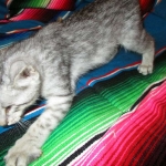 Betsy, Savannah, Silver, Female DOB 5-23-27