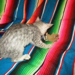 Betsy, Savannah, Silver, Female DOB 5-23-27