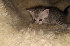 Savannah F-7B Silver Female DOB 3-14-19