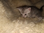 Savannah F-7B Silver Female DOB 3-14-19