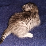 Savannah, F-7B, Silver, Female, DOB 3-14-19